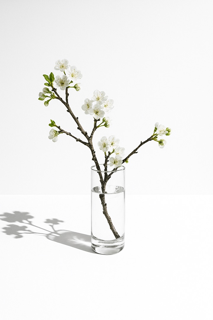 Cherry blossom branch against a warm off-white backdrop